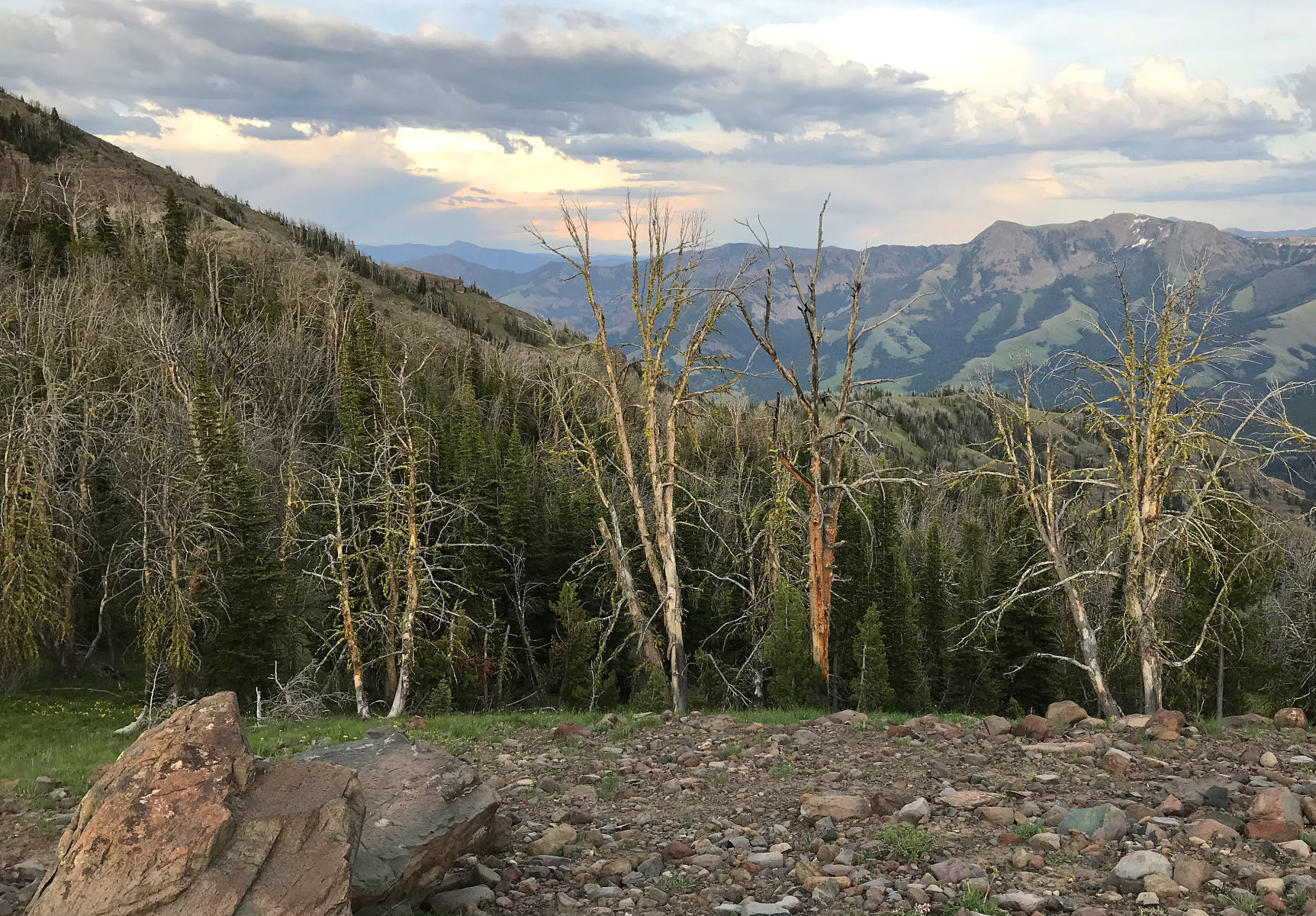 Ghost forest